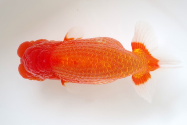 %e4%ba%8c%e6%ad%b33%e5%b8%ad%e7%9f%b3%e5%b4%8e%e4%b8%80%e6%88%90