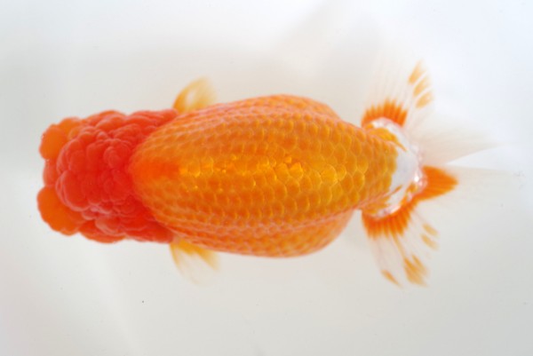 %e4%ba%8c%e6%ad%b38%e5%b8%ad%e7%9b%b8%e7%94%b0%e6%b5%a9%e4%b9%8b