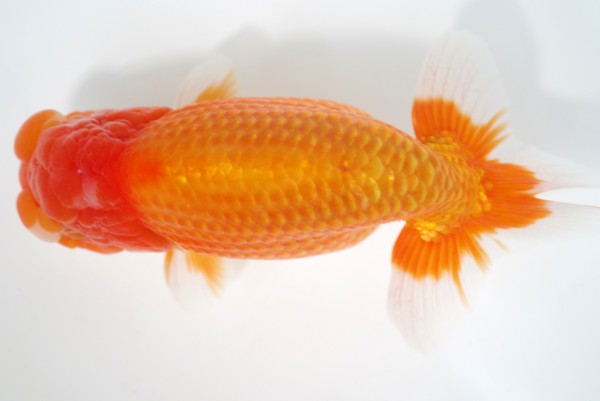 %e4%ba%8c%e6%ad%b310%e5%b8%ad%e7%9b%b8%e7%94%b0%e6%b5%a9%e4%b9%8b