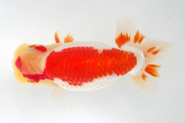 %e5%bd%93%e6%ad%b36%e5%b8%ad%e8%97%a4%e5%8e%9f%e5%ad%9d%e5%8f%b8%e6%b0%8f