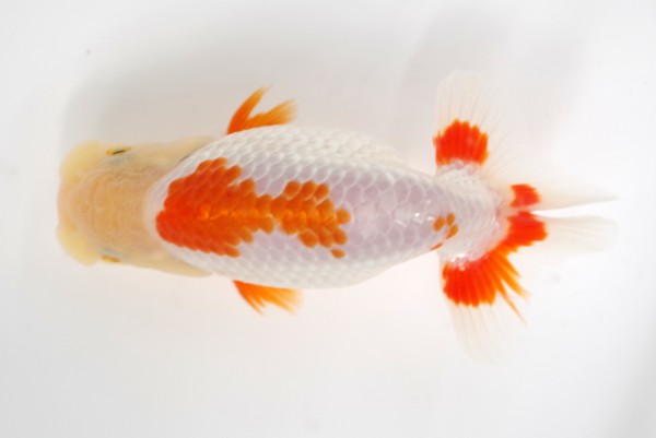 %e5%bd%93%e6%ad%b316%e5%b8%ad%e7%9b%b8%e7%94%b0%e6%b5%a9%e4%b9%8b