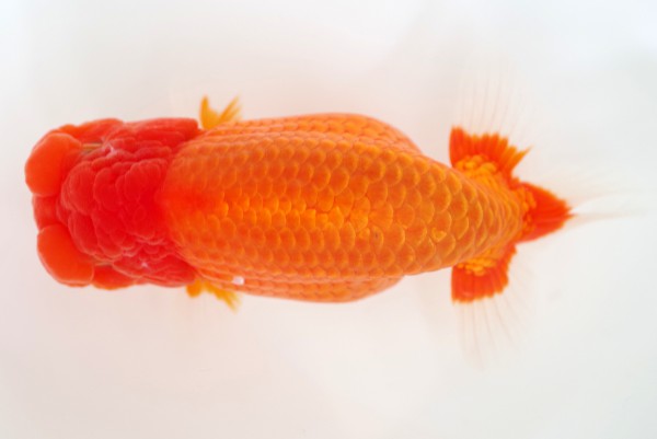 %e5%bd%93%e6%ad%b34%e5%b8%ad%e7%9f%b3%e5%b4%8e%e4%b8%80%e6%88%90