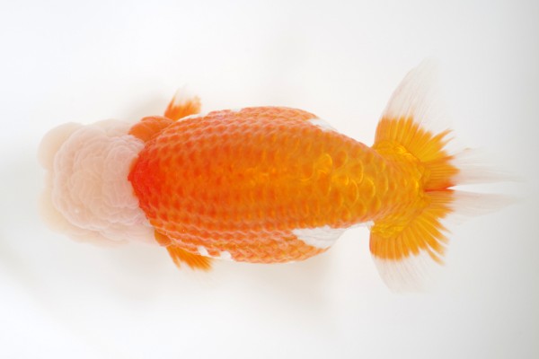 %e8%a6%aa%e3%81%ae%e9%83%a84%e5%b8%ad%e7%9f%b3%e5%b4%8e%e4%b8%80%e6%88%90