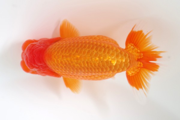 %e5%bd%93%e6%ad%b33%e5%b8%ad%e6%9d%be%e5%ae%ae%e5%92%8c%e5%8d%9a