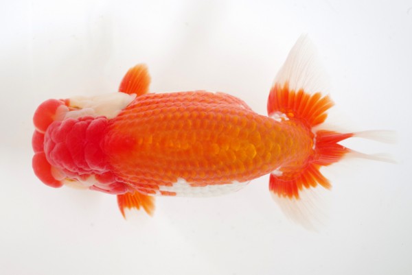 %e4%ba%8c%e6%ad%b35%e5%b8%ad%e5%a4%a7%e6%a7%bb%e6%95%8f%e7%ab%a0