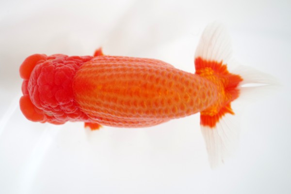 %e8%a6%aa%e3%81%ae%e9%83%a810%e5%b8%ad%e7%9f%b3%e5%b4%8e%e4%b8%80%e6%88%90