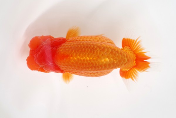 %e5%bd%93%e6%ad%b311%e5%b8%ad%e7%9f%b3%e5%b4%8e%e4%b8%80%e6%88%90