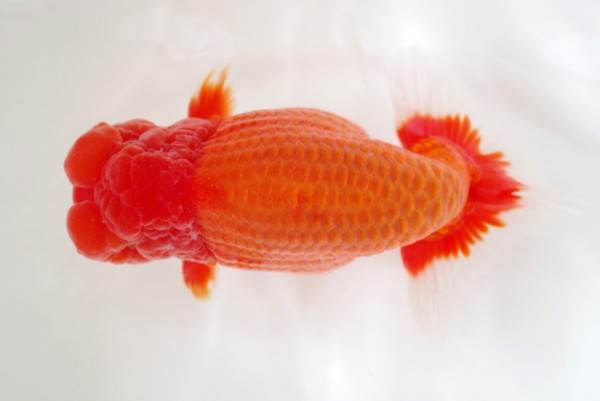 %e4%ba%8c%e6%ad%b37%e5%b8%ad%e7%9f%b3%e5%b4%8e%e4%b8%80%e6%88%90