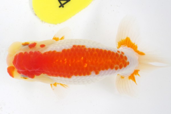 %e5%bd%93%e6%ad%b38%e5%b8%ad%e8%97%a4%e5%8e%9f%e5%ad%9d%e5%8f%b8%e6%b0%8f