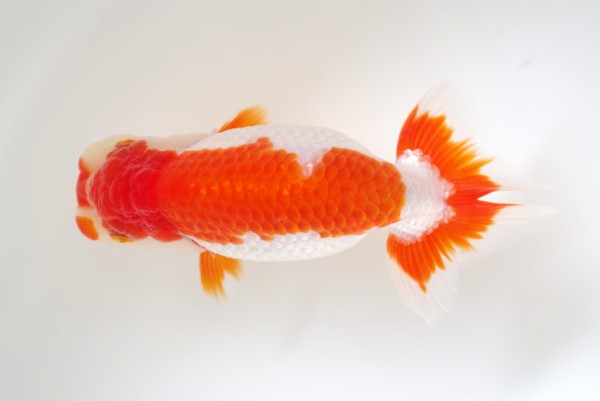 %e5%bd%93%e6%ad%b35%e5%b8%ad%e9%8e%8c%e7%94%b0%e5%ae%88%e6%b0%8f