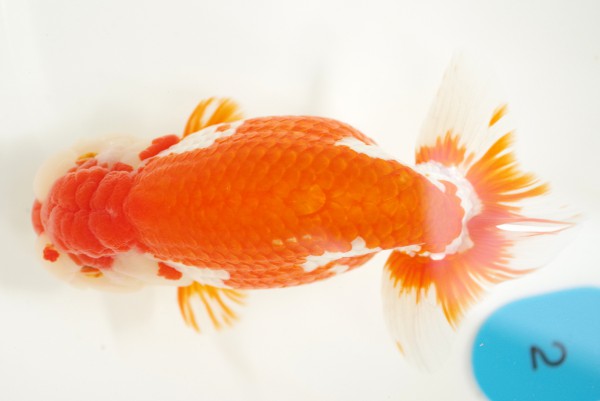 %e8%a6%aa%e3%81%ae%e9%83%a85%e5%b8%ad%e5%90%89%e7%94%b0%e5%81%a5%e6%b2%bb%e6%b0%8f