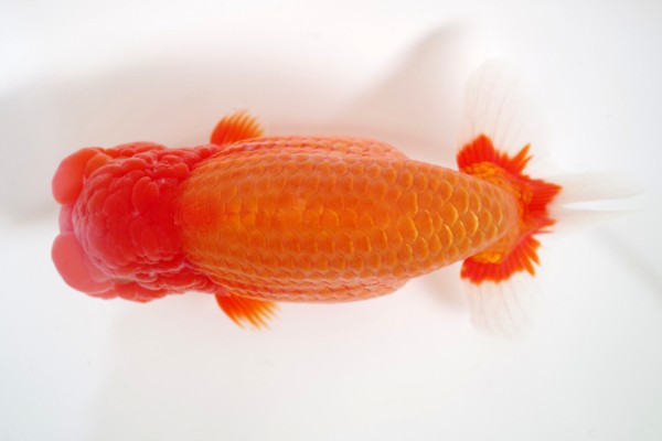 %e8%a6%aa%e3%81%ae%e9%83%a81%e5%b8%ad%e7%9f%b3%e5%b4%8e%e4%b8%80%e6%88%90