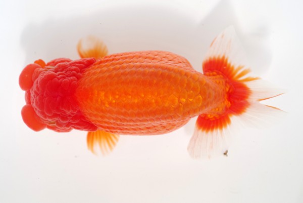 %e4%ba%8c%e6%ad%b311%e5%b8%ad%e5%90%91%e4%ba%95%e6%84%9b