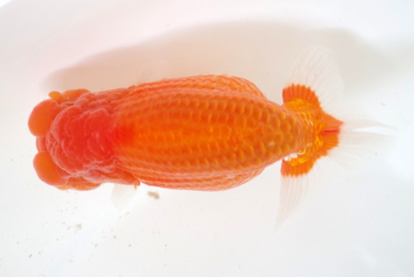 %e4%ba%8c%e6%ad%b31%e5%b8%ad%e7%9f%b3%e5%b4%8e%e4%b8%80%e6%88%90