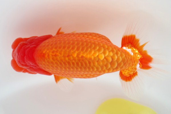 %e5%bd%93%e6%ad%b32%e5%b8%ad%e6%be%84%e5%b7%9d%e6%ad%a3%e6%a8%b9