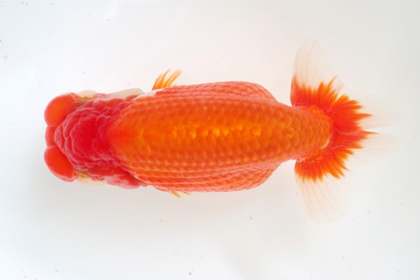 %e4%ba%8c%e6%ad%b36%e5%b8%ad%e6%b3%b0%e5%9c%b0%e6%ad%a3%e4%b8%80%e6%b0%8f