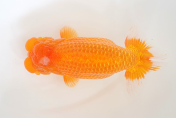 %e8%a6%aa%e3%81%ae%e9%83%a83%e5%b8%ad%e7%9f%b3%e5%b4%8e%e4%b8%80%e6%88%90