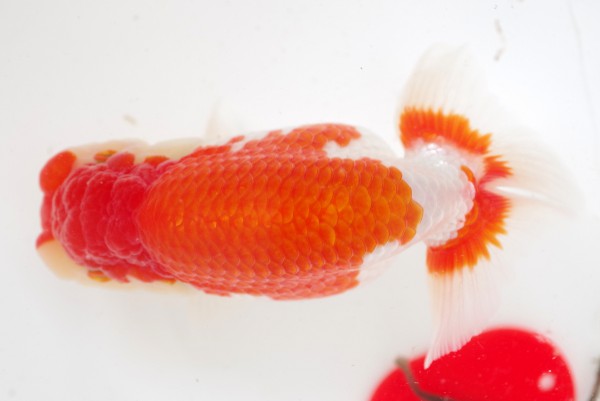 %e4%ba%8c%e6%ad%b39%e5%b8%ad%e6%b3%b0%e5%9c%b0%e6%ad%a3%e4%b8%80%e6%b0%8f