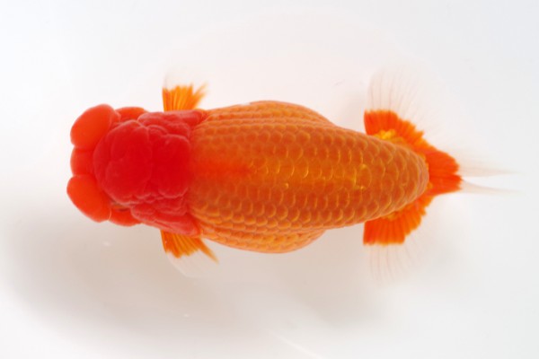 %e5%bd%93%e6%ad%b31%e5%b8%ad%e7%9f%b3%e5%b4%8e%e4%b8%80%e6%88%90