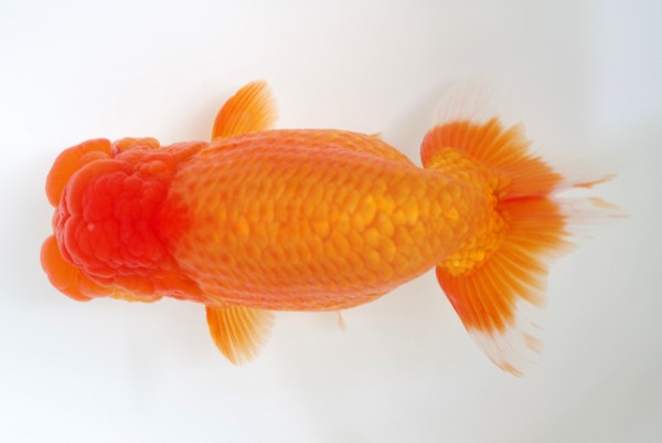 %e8%a6%aa%e3%81%ae%e9%83%a89%e5%b8%ad%e7%94%b0%e4%b8%ad%e6%9c%89%e7%be%8e