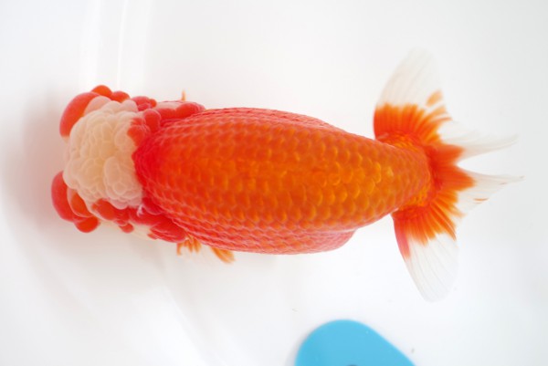 %e8%a6%aa%e3%81%ae%e9%83%a86%e5%b8%ad%e5%a4%a7%e6%a7%bb%e6%95%8f%e7%ab%a0%e6%b0%8f