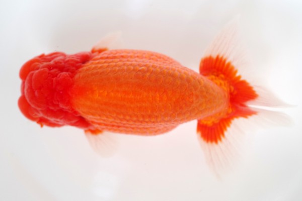 %e8%a6%aa%e3%81%ae%e9%83%a88%e5%b8%ad%e5%b1%b1%e7%94%b0%e7%be%a9%e6%b5%a9%e6%b0%8f