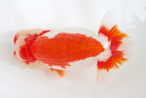 %e8%a6%aa%e3%81%ae%e9%83%a811%e5%b8%ad%e8%97%a4%e5%8e%9f%e5%ad%9d%e5%8f%b8