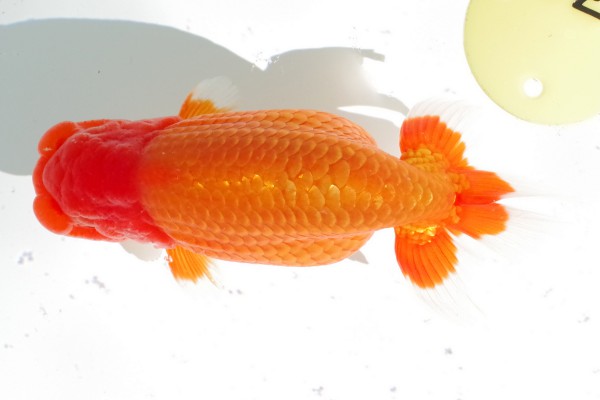 当歳03席 向井 愛(松山)