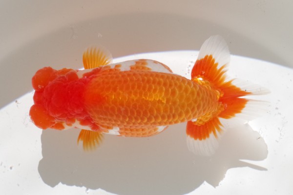 当歳01席 石崎一成(松山)