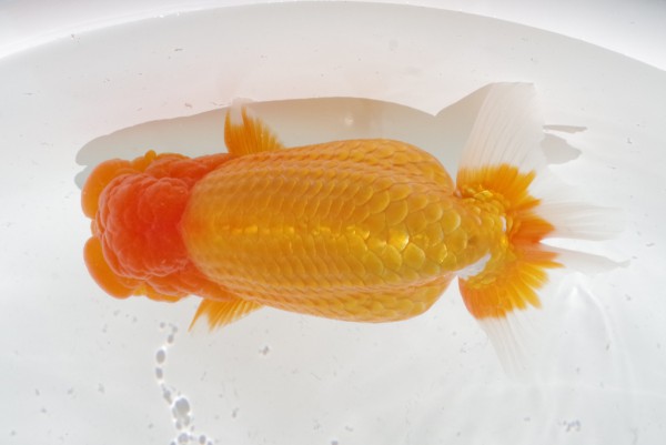 二歳02席 相田浩之(伊予)