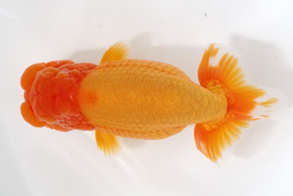 二歳11席 相田浩之(伊予)