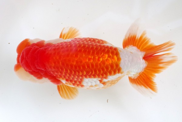 二歳05席 藤原孝司(徳島)