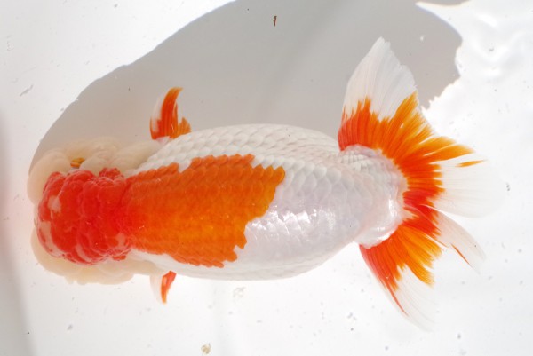 親2席藤原孝司(徳島)