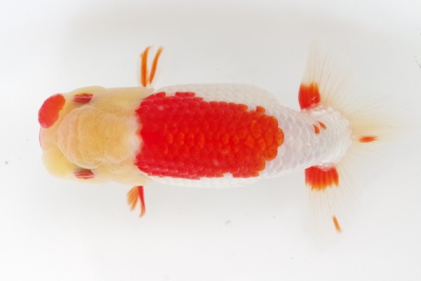 当歳10席 山口公好(徳島)