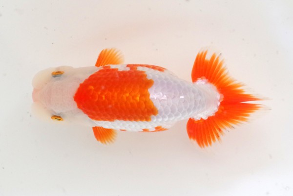 当歳09席 賀治喜一(徳島)