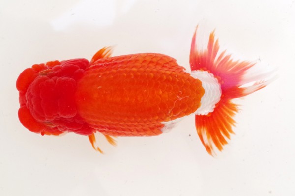 親7席 吉田健治(徳島)