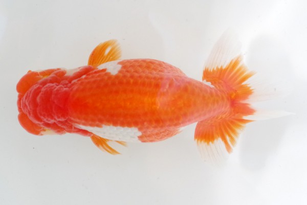 二歳03席 藤原孝司(徳島)