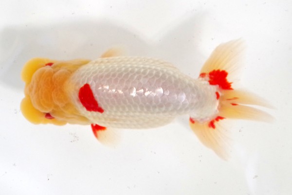 二歳10席 大槻敏章(岡山)