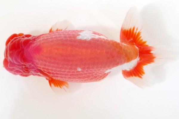 親11席 山田義浩(岡山)