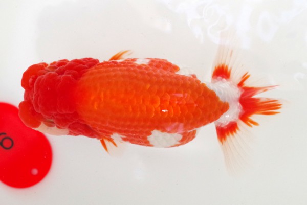 二歳09席 山田義浩(岡山)