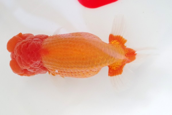 二歳04席 石崎一成(松山)