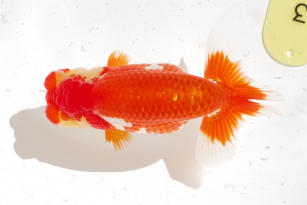 当歳02席 溝杭俊志(徳島)