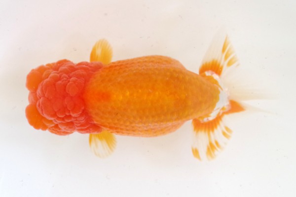 親3席 相田浩之(伊予)