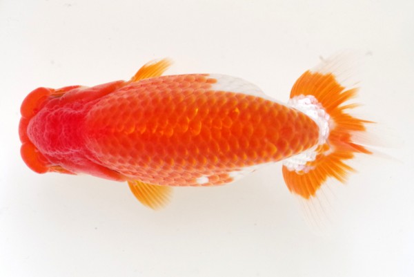 当歳12席 藤原孝司(徳島)