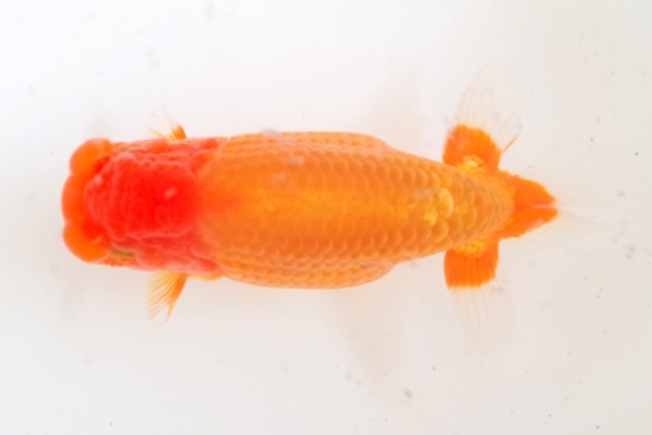 当歳04席 向井 愛(松山)