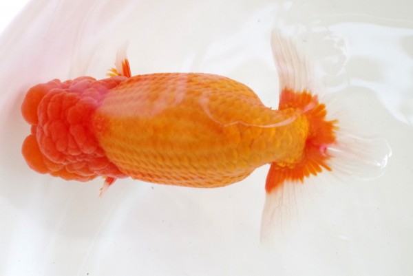 親10 石崎一成(松山)