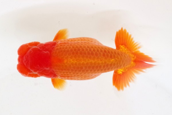 当歳14席 石崎一成(松山)