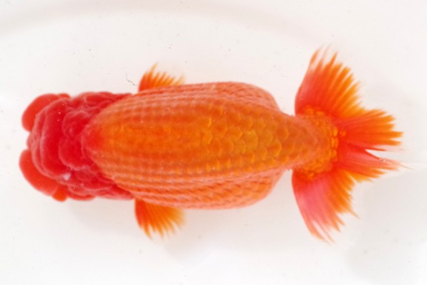 二歳08席 山田義浩(岡山)