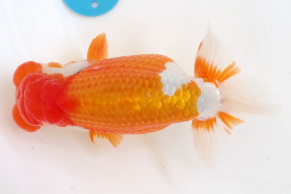 親8席 大槻敏章(岡山)