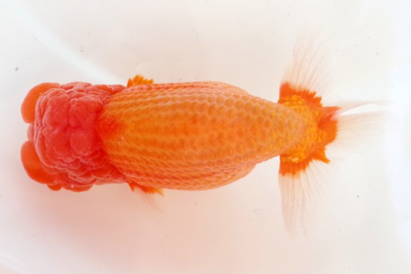 親4席 石崎一成(松山)